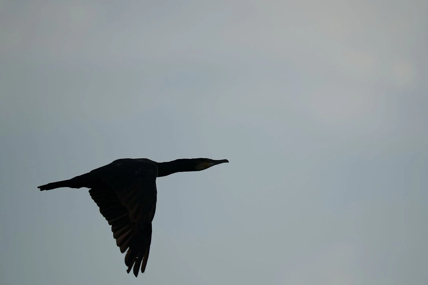 Kormoran (Phalacrocorax carbo) als dunkle Flugsilhouette mit gestrecktem Hals vor gleichmäßig grauem Himmel.