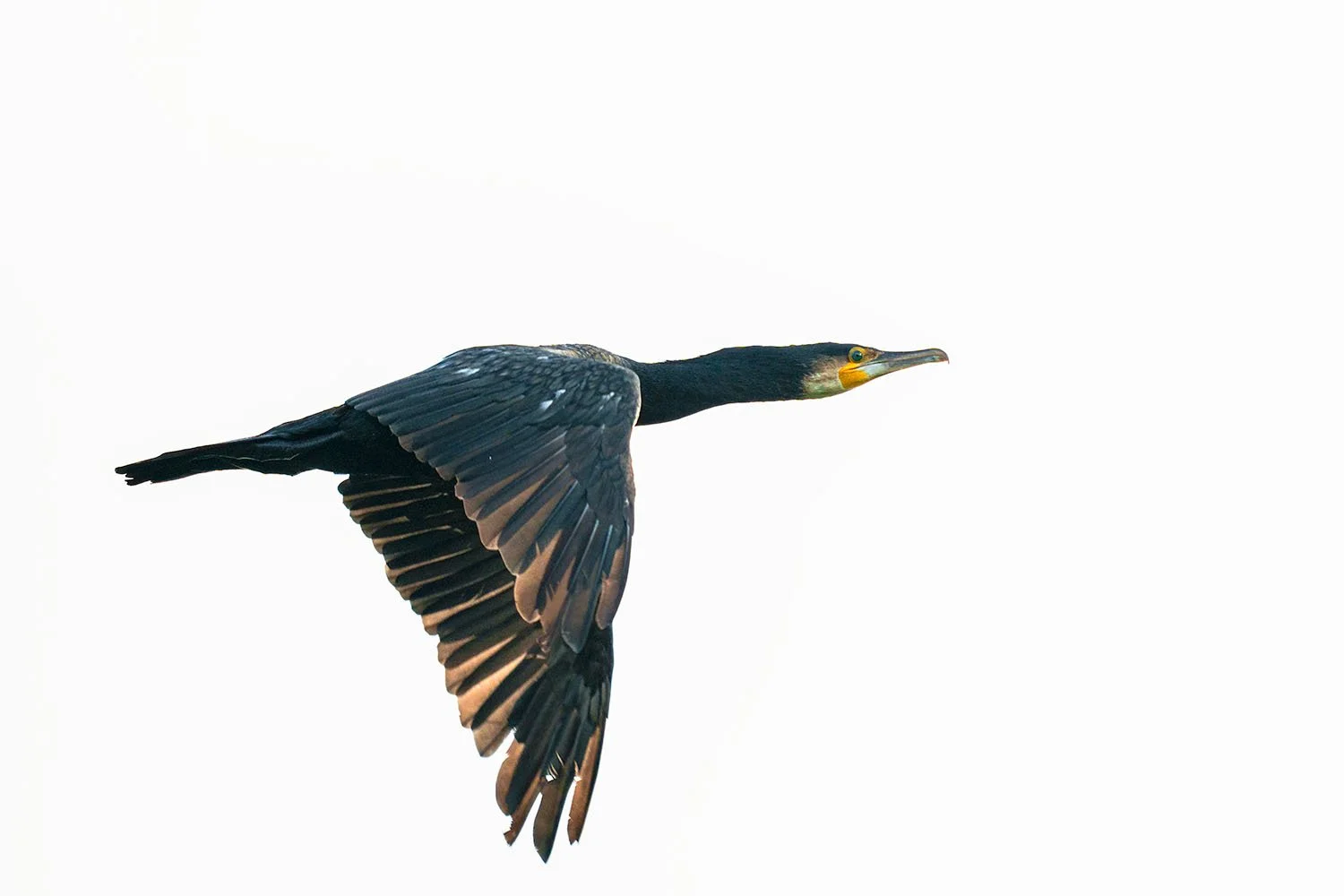 Kormoran (Phalacrocorax carbo) im Seitenflug mit gesenkten Flügeln und gelbem Kehlfleck vor weißem Himmel.
