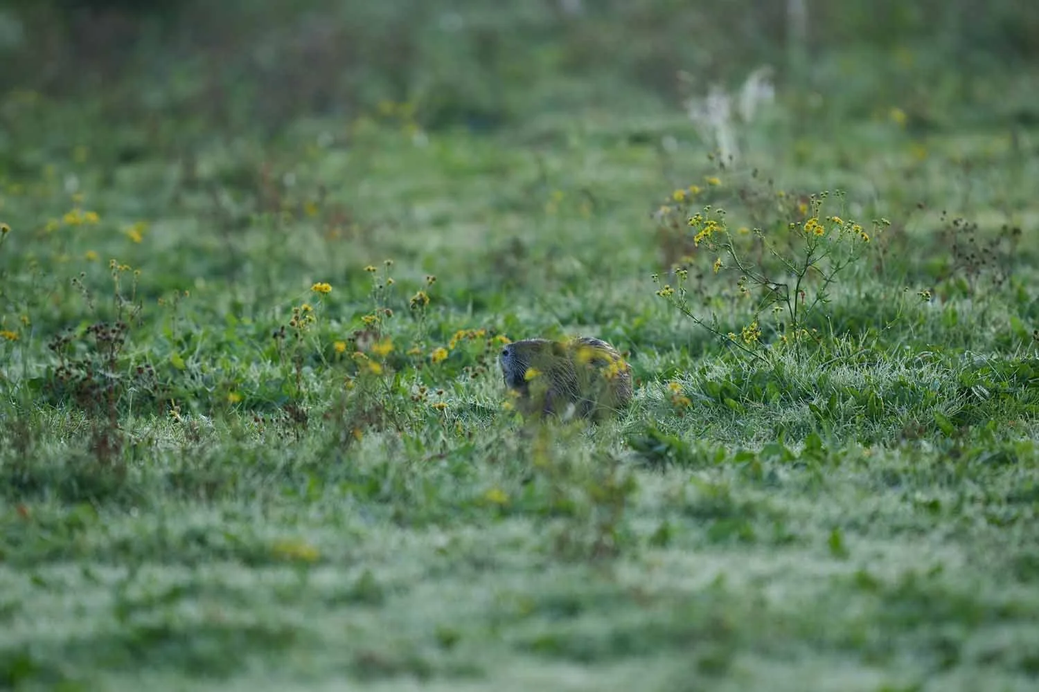 Nutria (Myocastor coypus) zwischen gelben Blüten und Halmen in taunasser Wiese, dunkle Schnauze sichtbar.