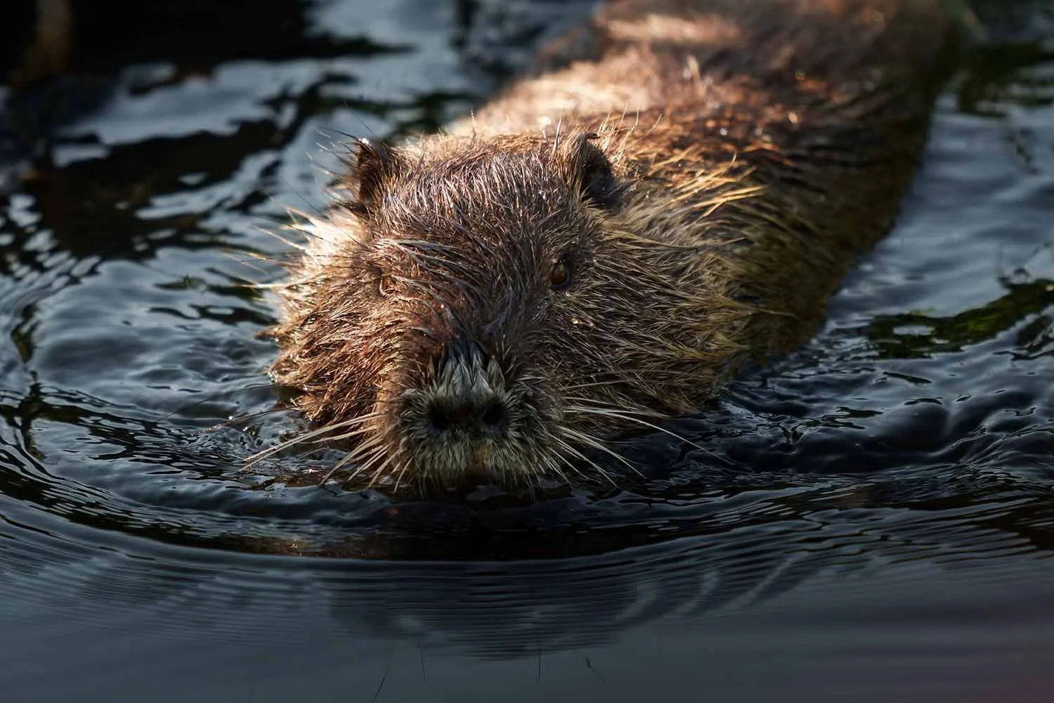 Nutria (Myocastor coypus) schwimmt mit glänzendem nassem Fell und heller Schnauze frontal durch dunkles Wasser.