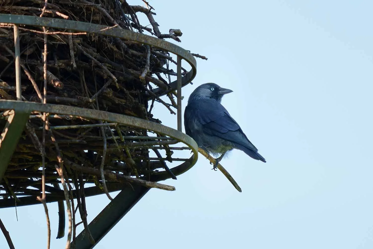 Dohle (Corvus monedula) mit hellem Auge sitzt an der Metallplattform eines großen Storchennests vor blassblauem Himmel.