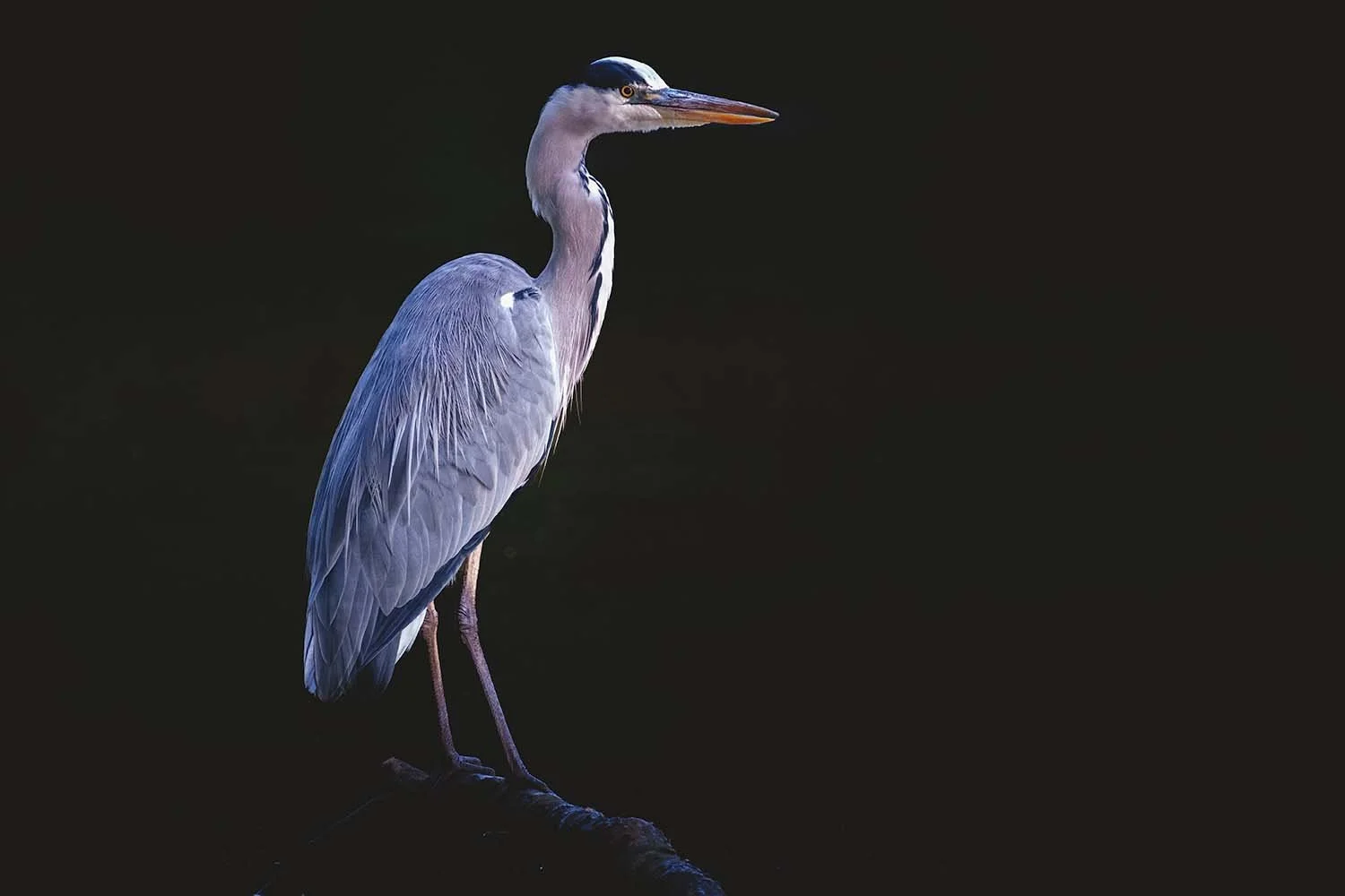Graureiher (Ardea cinerea) steht aufrecht auf einem Ast, hell angestrahlt vor komplett schwarzem Hintergrund.