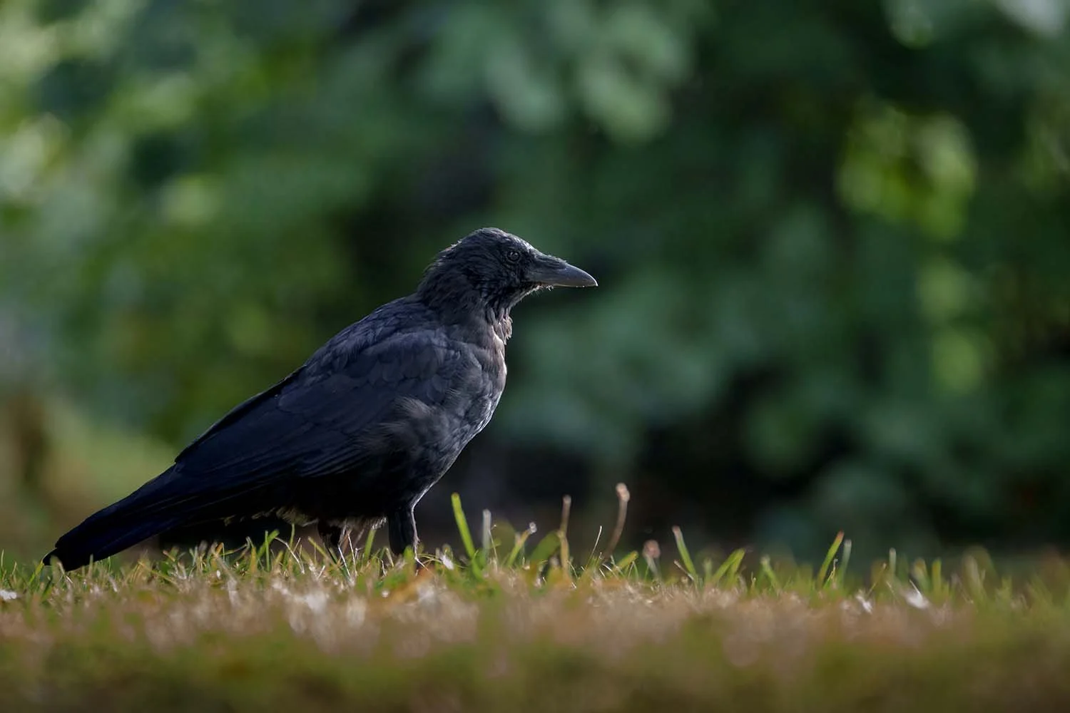 Rabenkrähe (Corvus corone) steht im Gras vor dunkelgrünem, unscharfem Blätterhintergrund.