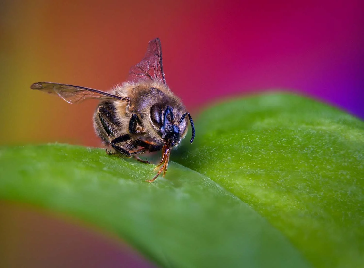 Honigbiene (Apis mellifera) sitzt auf grünem Blatt und putzt ihren Rüssel, Hintergrund in kräftigem Rot und Pink.