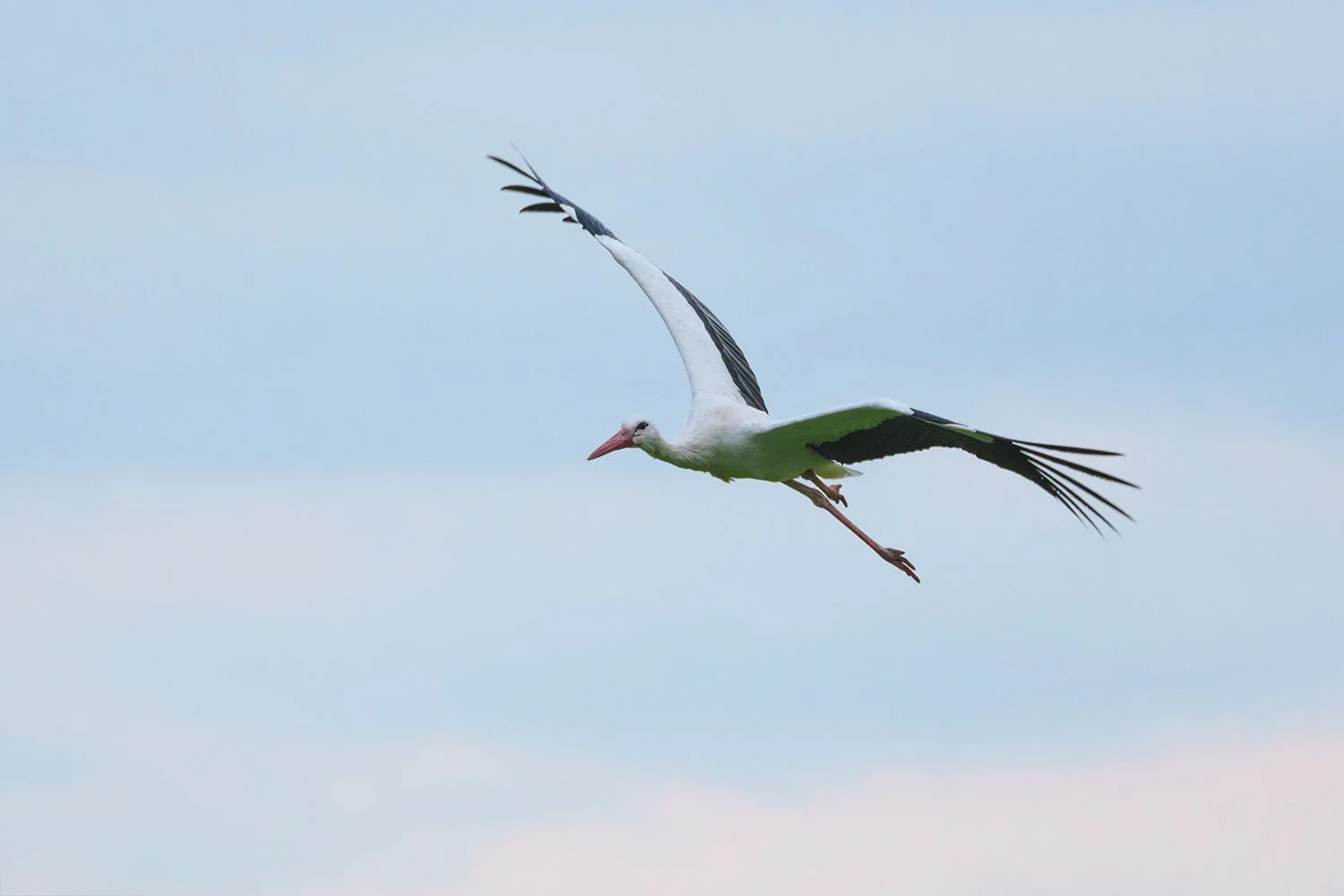 Weißstorch (Ciconia ciconia) gleitet mit gespreizten schwarzen Handschwingen und hängenden roten Beinen vor hellblauem Himmel.