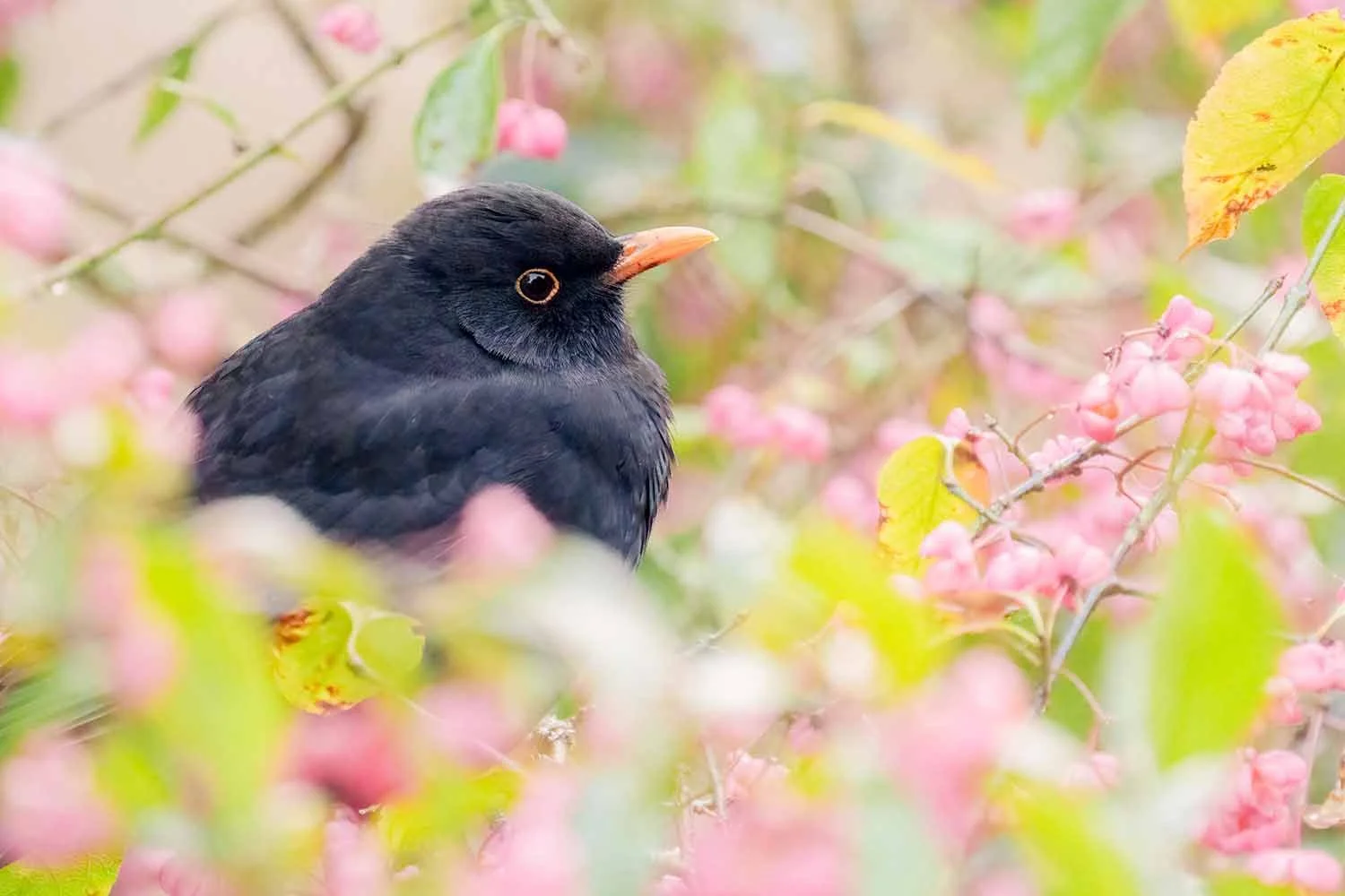 Amselmännchen (Turdus merula) mit orangem Schnabel sitzt in einem Strauch voller rosafarbener Pfaffenhütchen-Früchte.