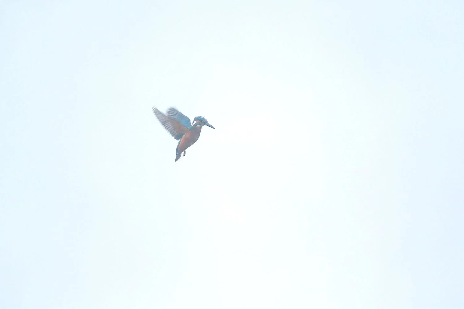 Eisvogel (Alcedo atthis) rüttelt vor milchig-weißem Himmel, blaues und oranges Gefieder als einziger Farbtupfer.