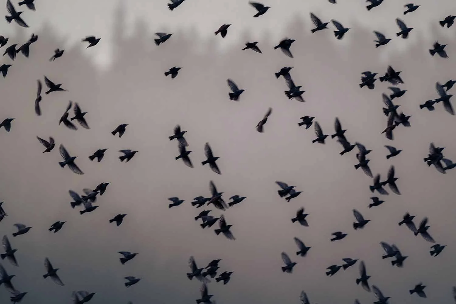 Schwarm Stare (Sturnus vulgaris) als Silhouetten vor grauem Dämmerungshimmel, spitze Flügel und kurze Schwänze deutlich erkennbar.