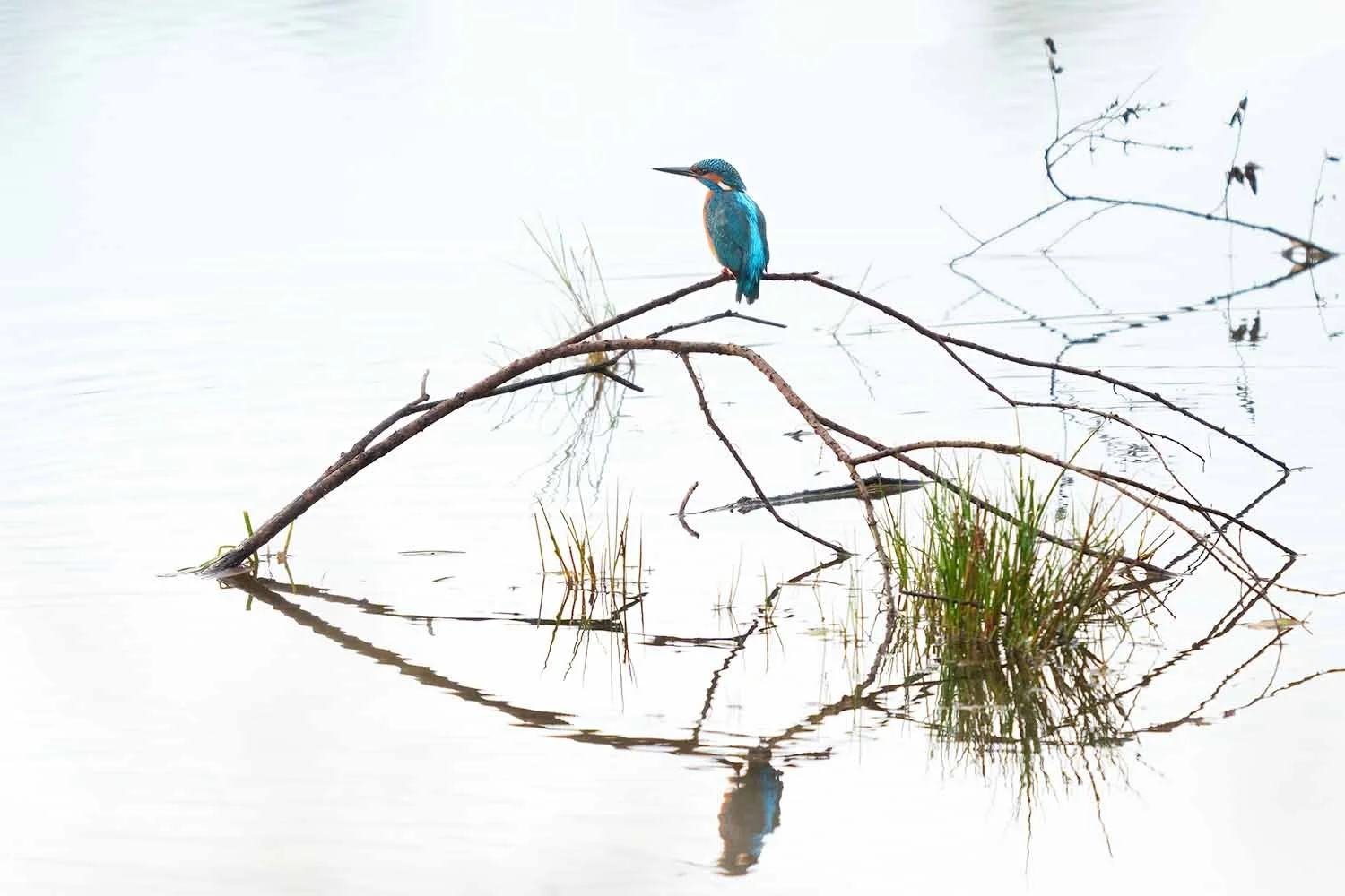 Eisvogel (Alcedo atthis) sitzt auf kahlem Ast über heller Wasserfläche, darunter spiegeln sich Zweige und ein grünes Grasbüschel.