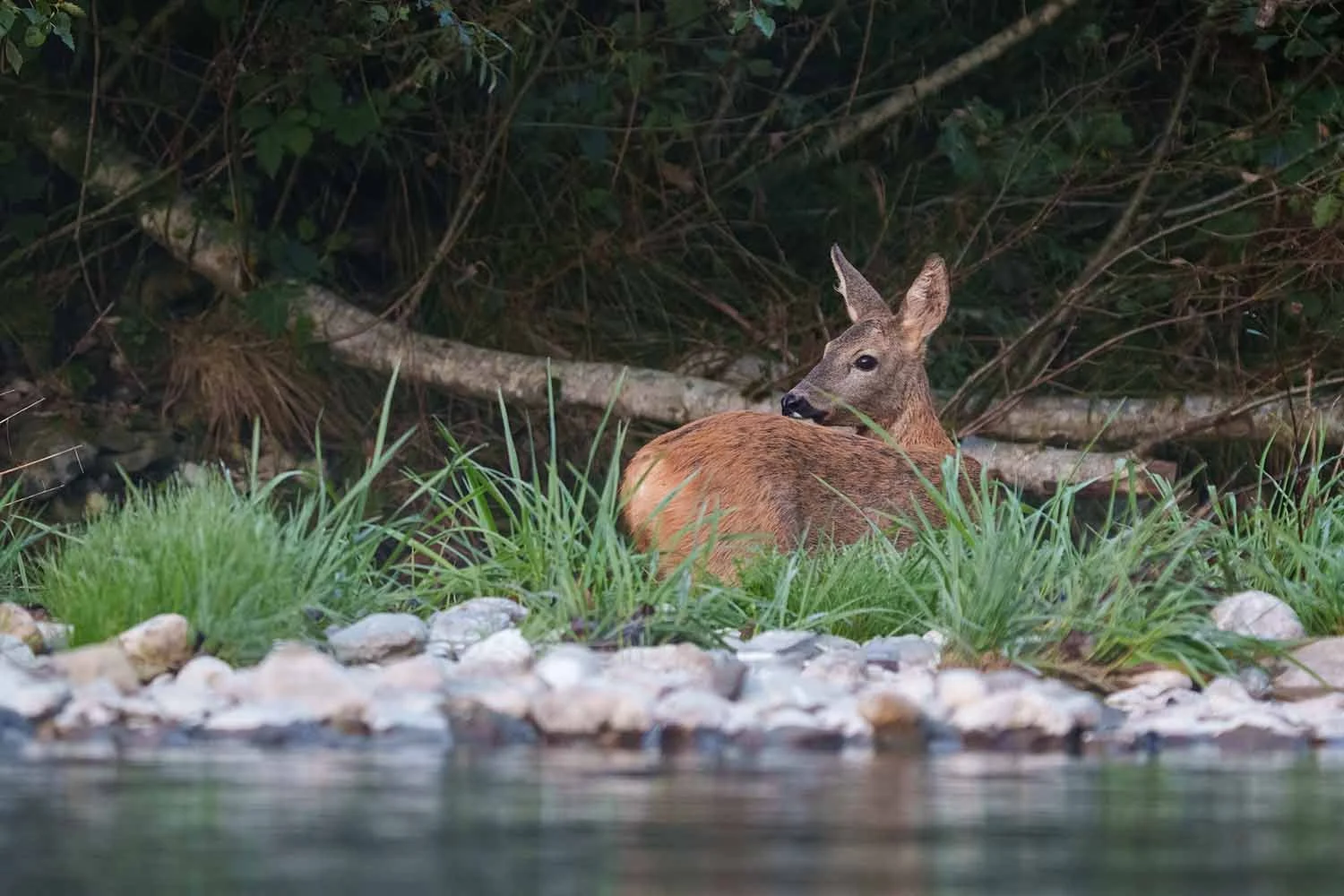 Reh (Capreolus capreolus) liegt im hohen Gras am kiesigen Flussufer und blickt mit aufgestellten Ohren über die Schulter.