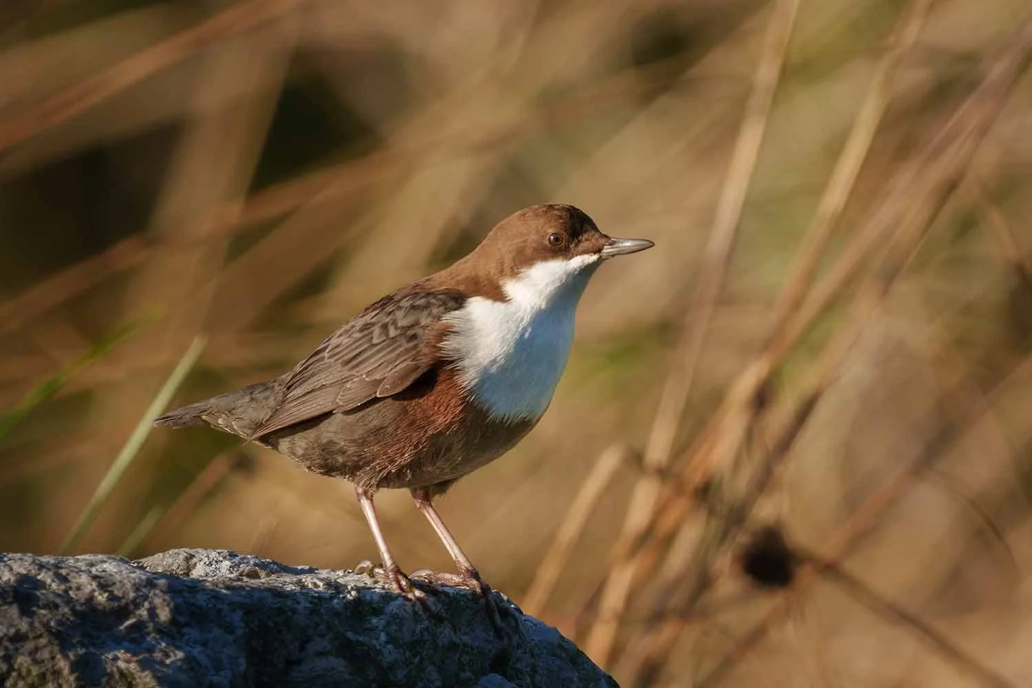 Wasseramsel (Cinclus cinclus) mit leuchtend weißer Brust steht auf einem Felsen vor warmem, goldbraunem Hintergrund.