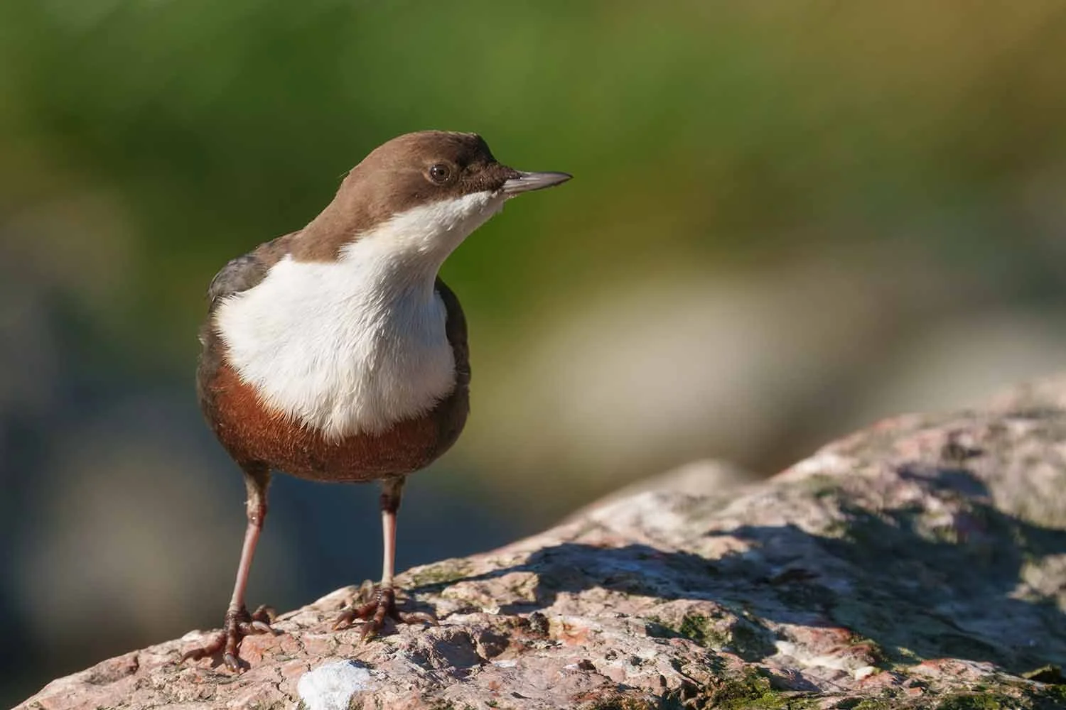 Wasseramsel (Cinclus cinclus) mit weißem Brustlatz und gerecktem Hals auf rötlichem Felsen, Hintergrund grün verschwommen.