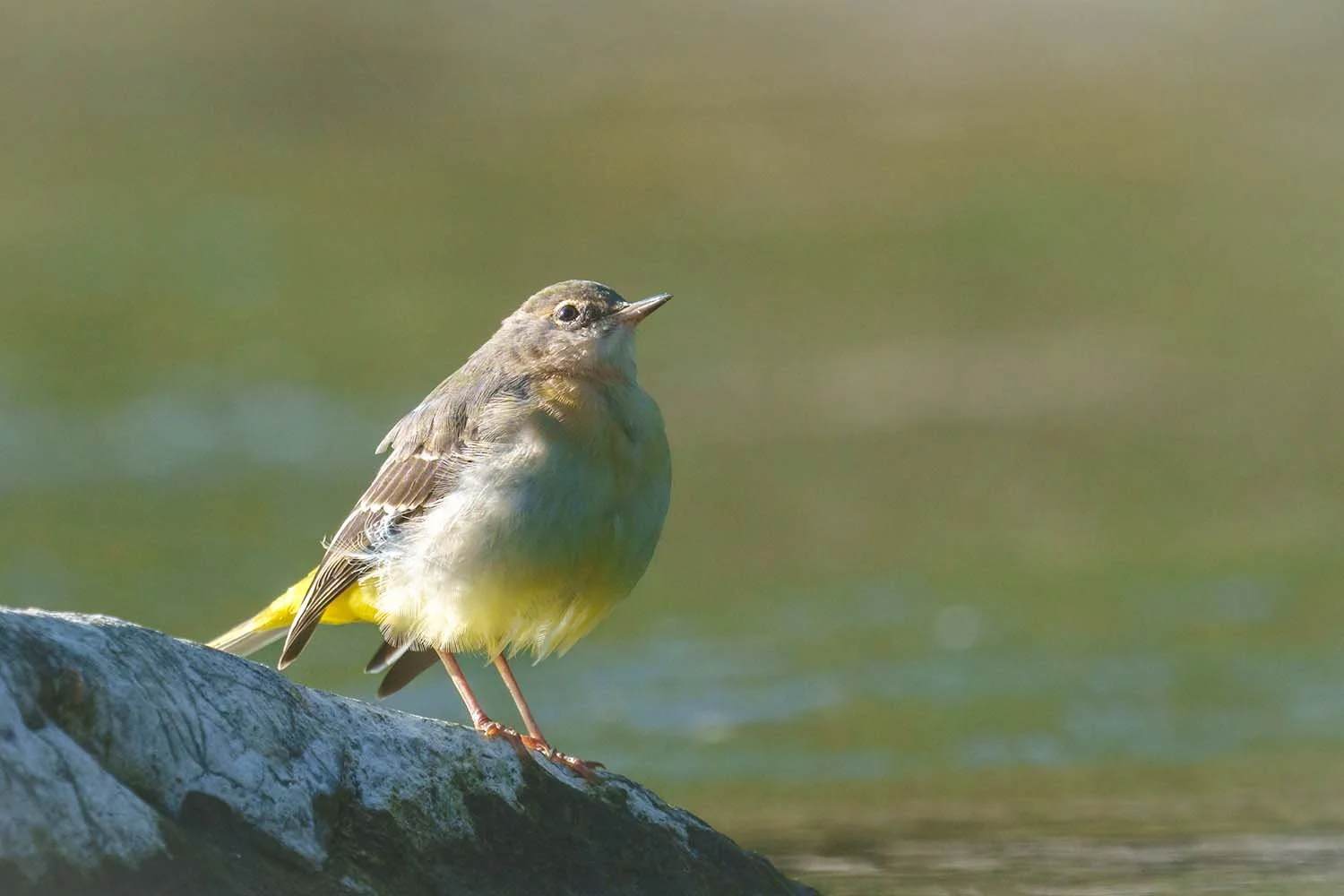 Aufgeplusterte Gebirgsstelze (Motacilla cinerea) mit gelbem Unterschwanz sitzt auf einem hellen Stein vor grünem Wasser.