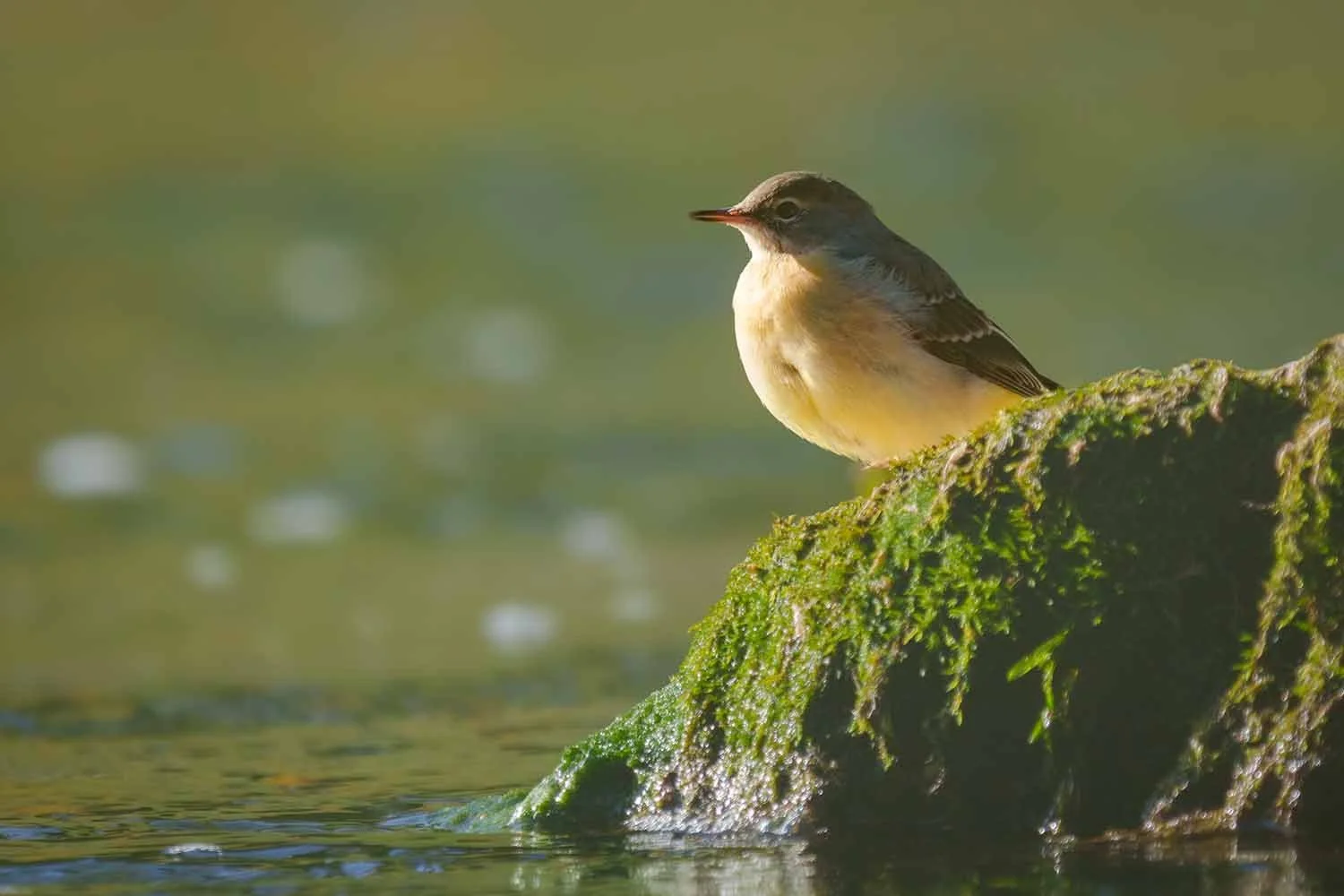 Gebirgsstelze (Motacilla cinerea) sitzt auf dicht bemoostem Stein im Fluss, gelbliche Unterseite im Seitenlicht, Hintergrund grün.