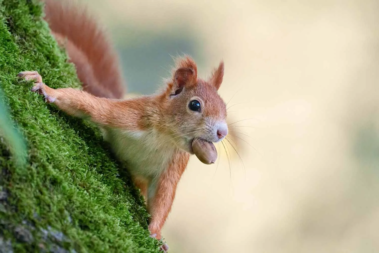Eichhörnchen (Sciurus vulgaris) mit Eichel im Maul klettert über moosbewachsenen Stamm, Pfote vorgestreckt, Hintergrund cremefarben.