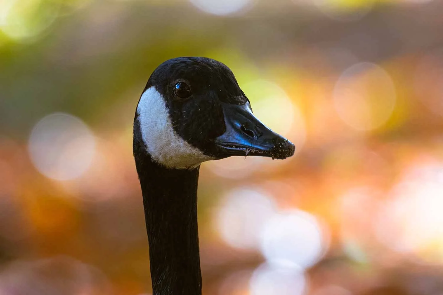 Kopfporträt einer Kanadagans (Branta canadensis) mit weißem Kinnband vor unscharfen orange-grünen Herbstlichtern.