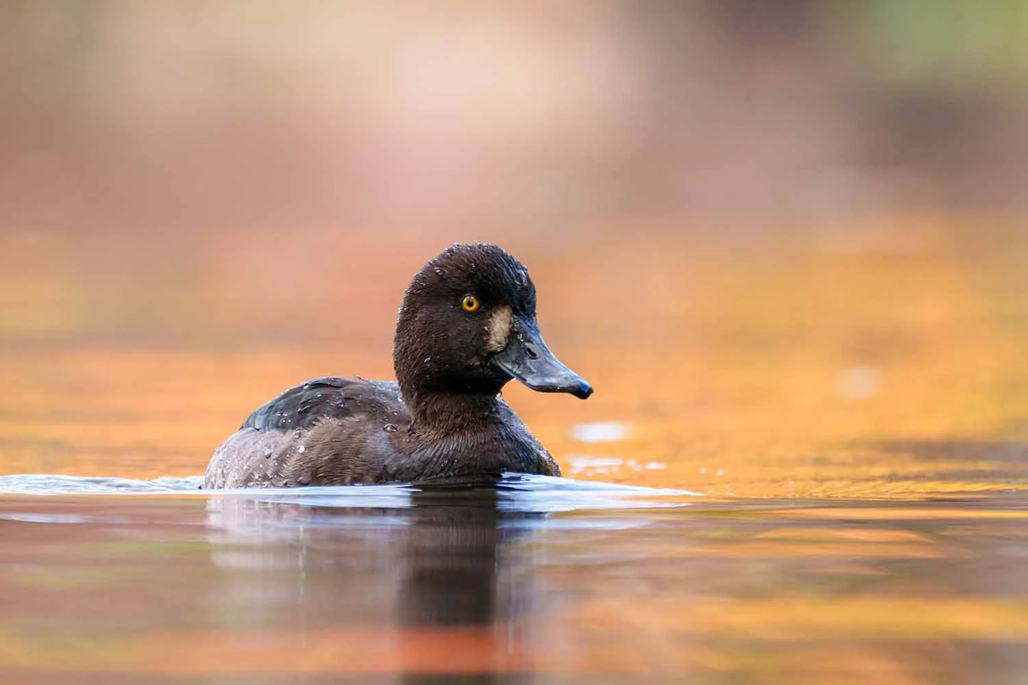 Reiherenten-Weibchen (Aythya fuligula) mit gelbem Auge schwimmt auf Wasser mit orangegoldener Herbstspiegelung.