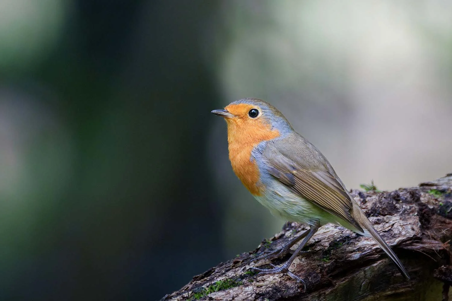 Rotkehlchen (Erithacus rubecula) mit orangeroter Brust sitzt auf verwittertem Totholz vor dunkelgrünem, unscharfem Wald.
