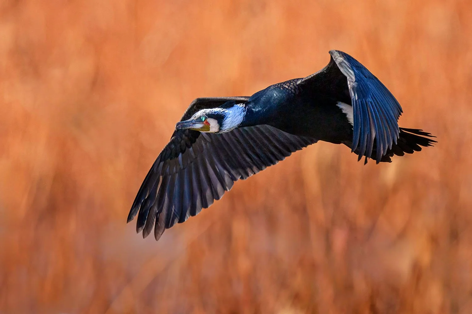 Kormoran (Phalacrocorax carbo) im Prachtkleid mit weißem Kopfgefieder und Schenkelfleck fliegt vor orangefarbenem Schilf.