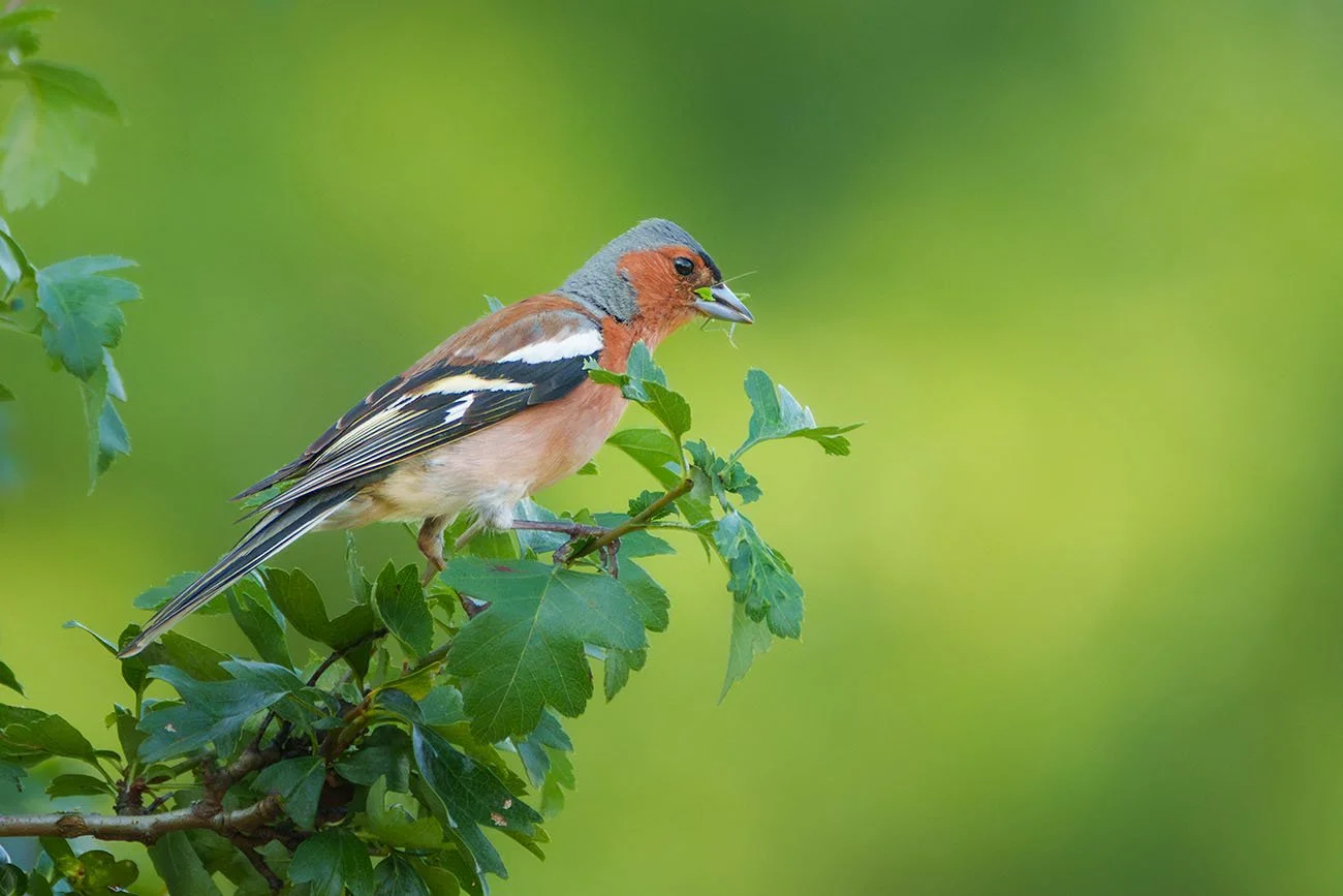 Buchfink-Männchen mit grüner Raupe im Schnabel auf Weißdornzweig vor grünem Hintergrund