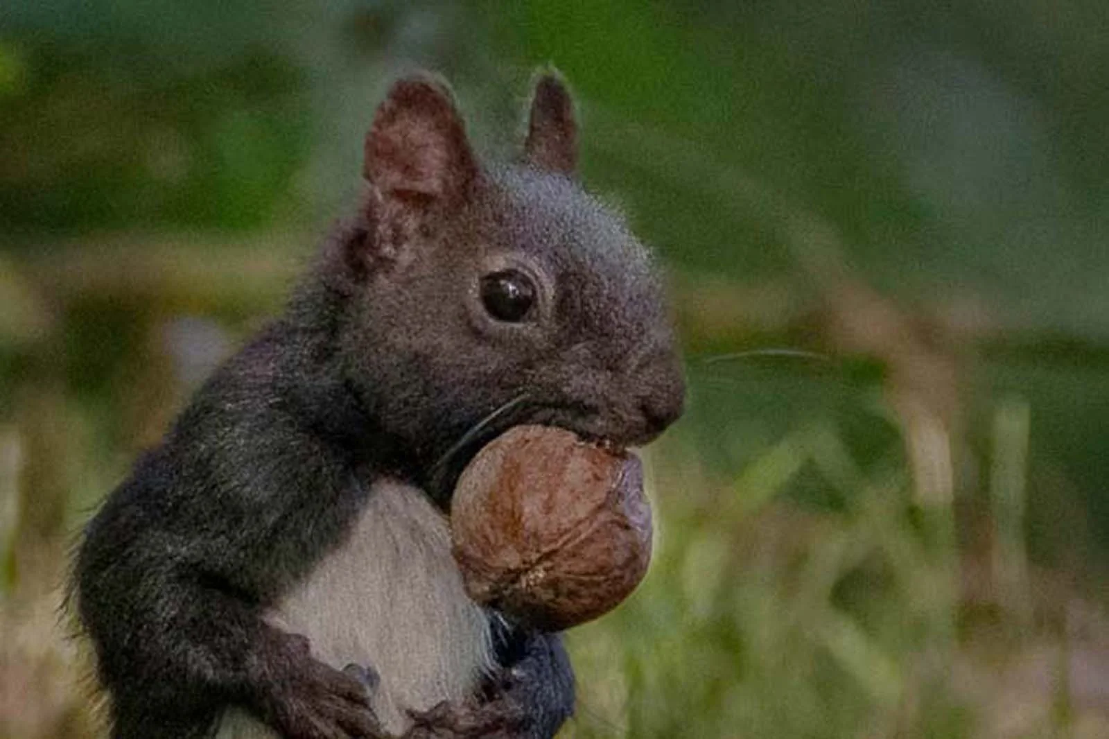 Dark Eurasian Red Squirrel (Sciurus vulgaris) holding a walnut, heavily cropped photo with visible image noise