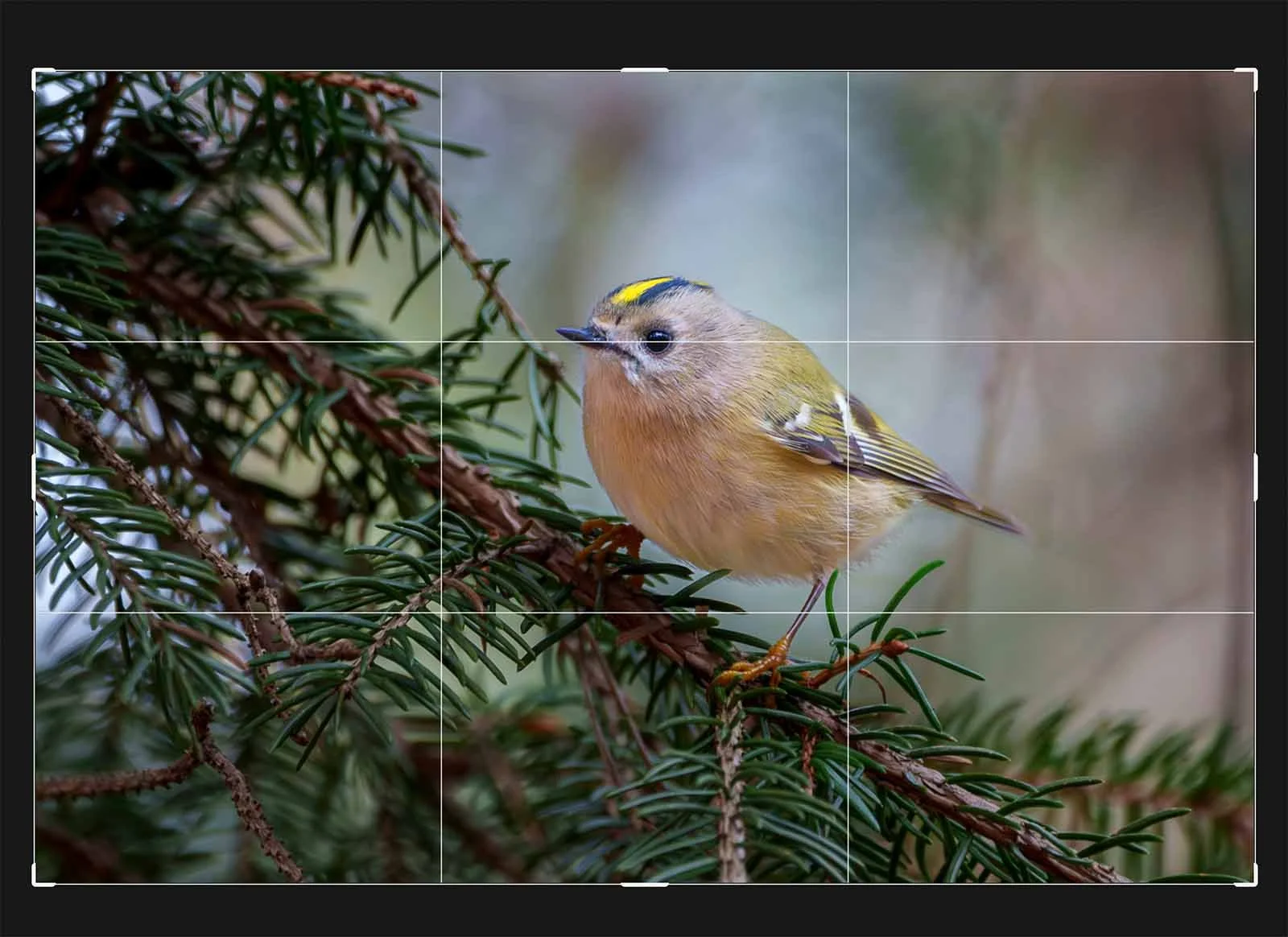 Screenshot of a crop tool with rule-of-thirds grid over a photo of a small songbird on a conifer twig