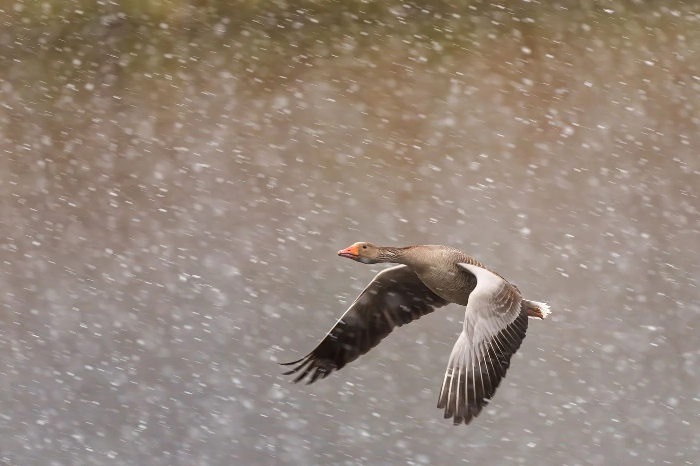 Graugans (Anser anser) fliegt mit gesenkten Flügeln durch dichtes Schneetreiben vor bräunlichem Hintergrund.