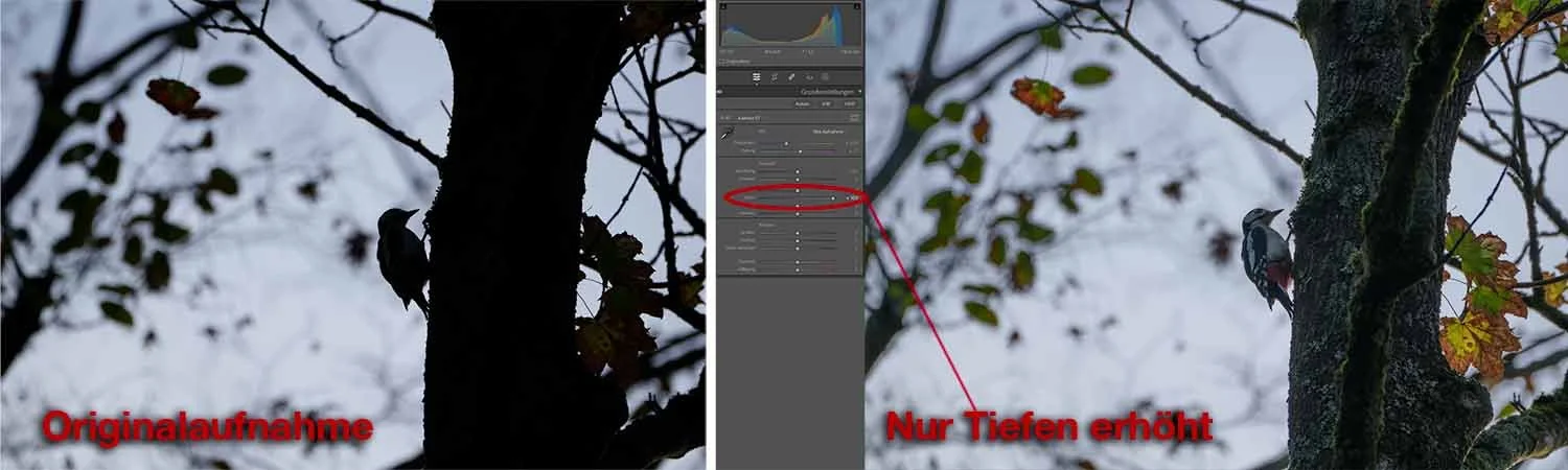 Vorher-Nachher-Vergleich einer Vogelaufnahme: dunkle Silhouette links, rechts per Tiefen-Regler aufgehelltes RAW der Sony a6700