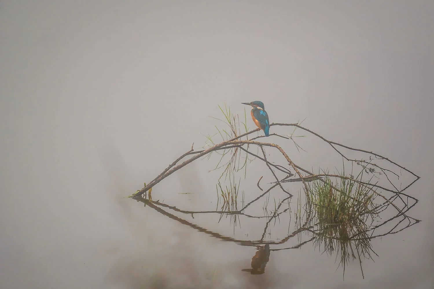 Eisvogel (Alcedo atthis) sitzt im dichten Nebel auf einem Zweig über dem Wasser, minimalistische Szene mit Spiegelung