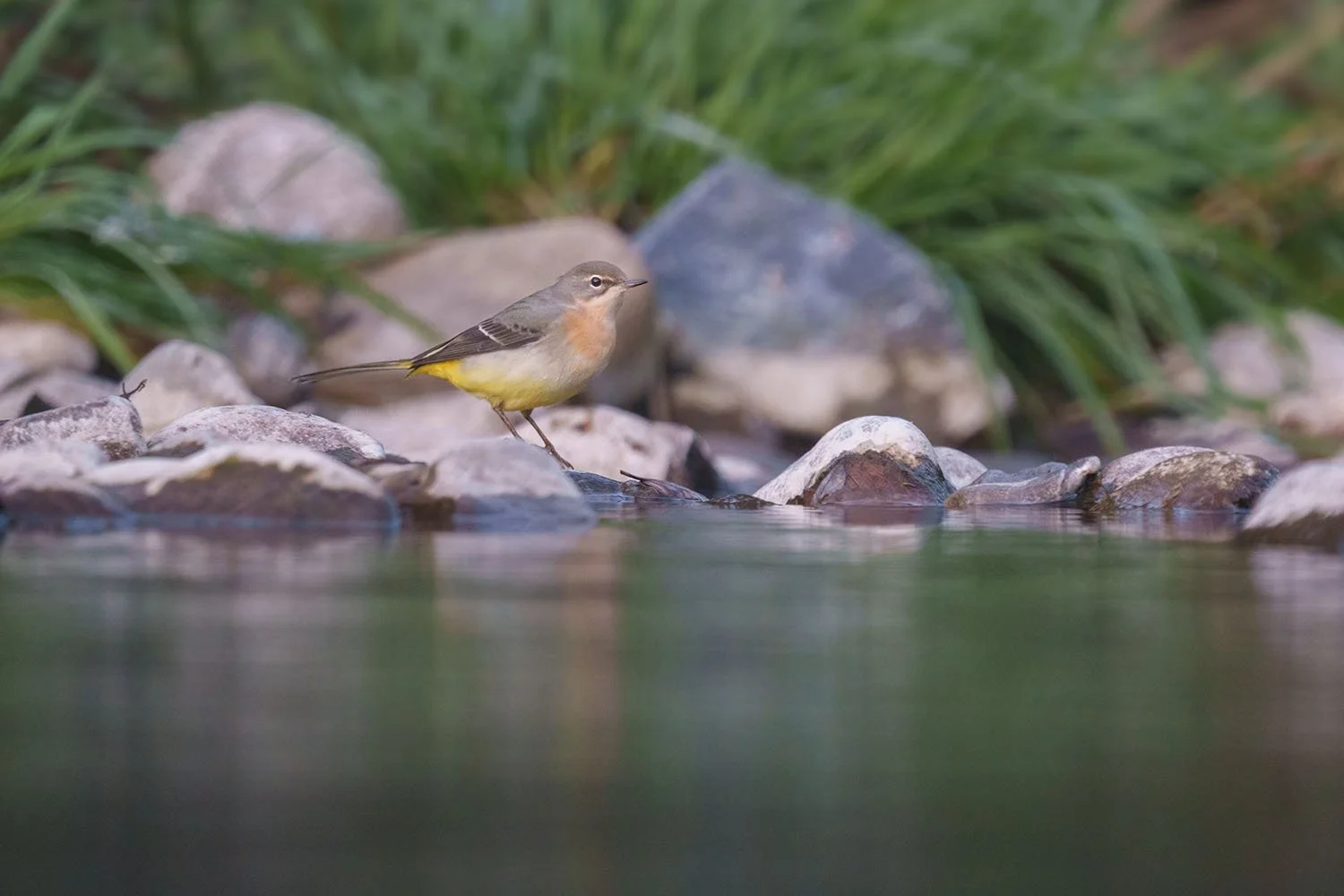 Gebirgsstelze (Motacilla cinerea) am Bach, farboptimierte Nachher-Fassung eines Bearbeitungsvergleichs