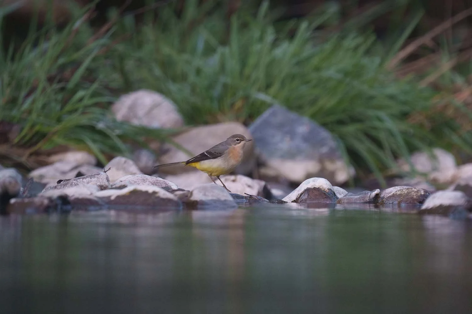 Gebirgsstelze (Motacilla cinerea) am Bach, dunklere unbearbeitete Vorher-Fassung eines Vergleichs