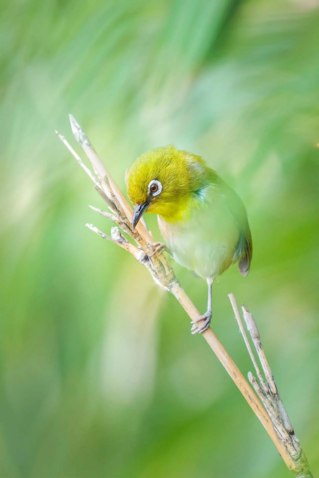 Japanbrillenvogel klammert sich an einen trockenen Halm und beugt den Kopf nach unten, grüner Hintergrund