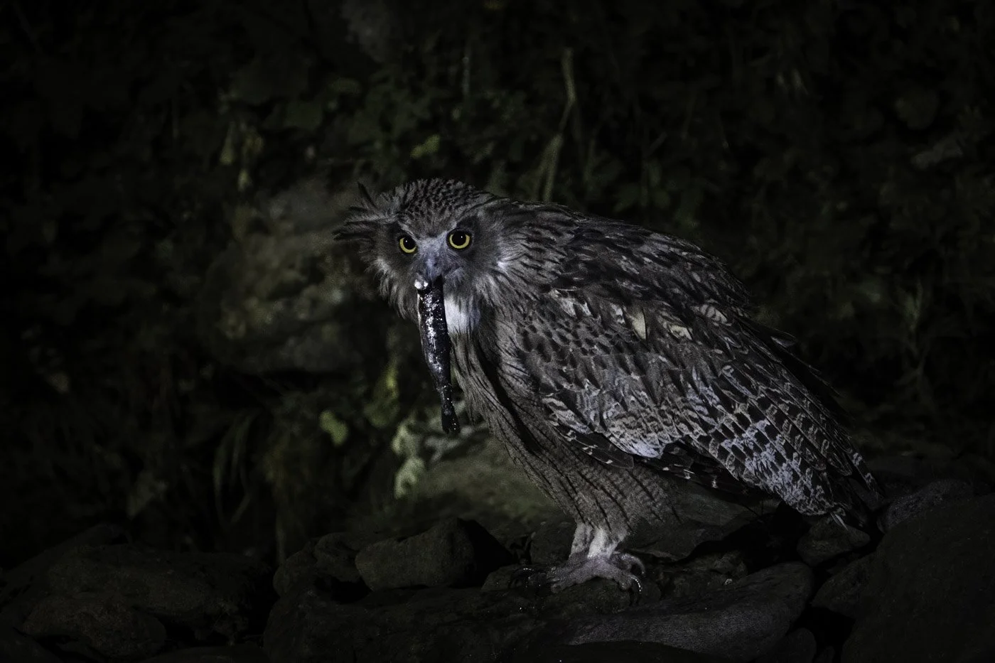 Blakiston's fish owl with wet plumage holding a fish in its bill, looking at camera.