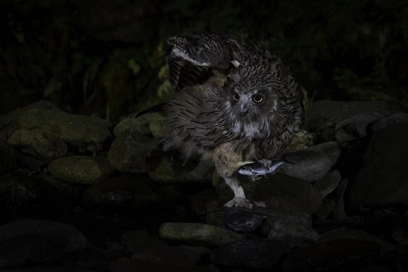 Blakiston's fish owl with raised wings grips a fish with its talon on a river stone.