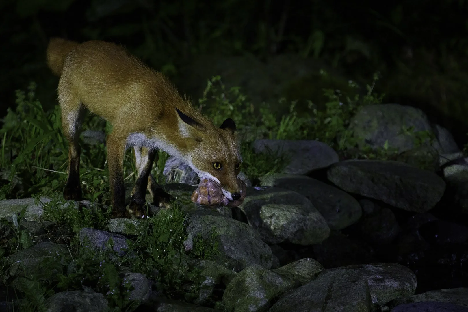 Ezo red fox carrying prey in its mouth over wet rocks at night.