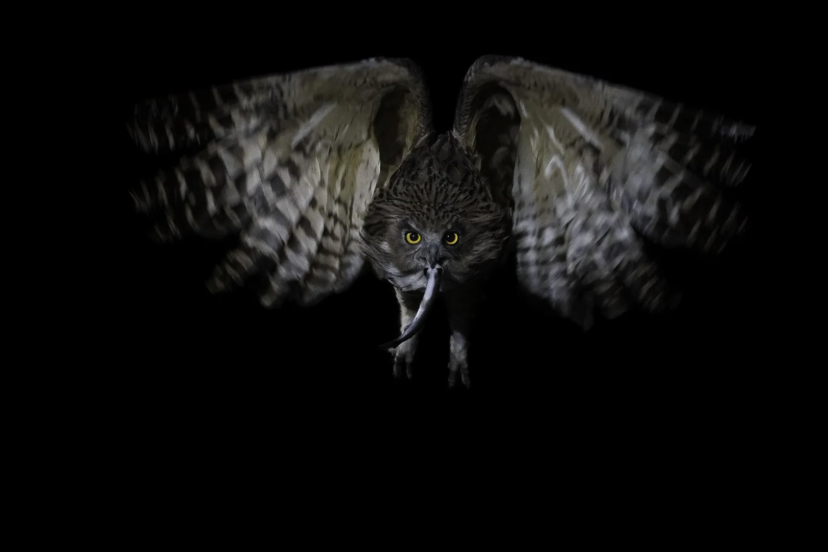 Blakiston's fish owl with wet feathers perched alertly on rocks by a river.