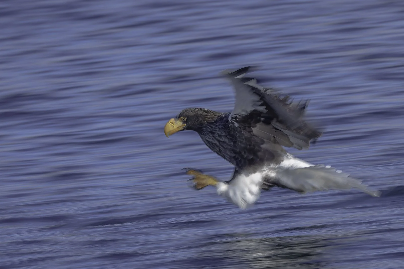 Riesenseeadler startet von der Wasseroberfläche, Bewegungsunschärfe im Mitzieher.