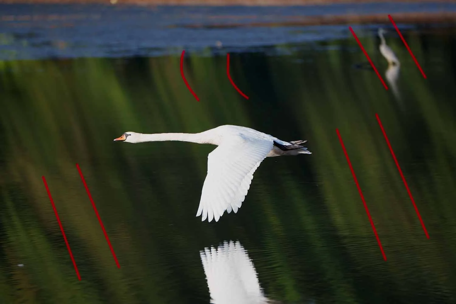 Höckerschwan im Flug über Wasser, mit roten Linien zur Illustration des Rolling-Shutter-Effekts markiert.