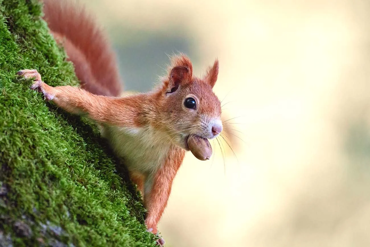 Eichhörnchen mit Haselnuss im Maul klettert an moosigem Baumstamm.