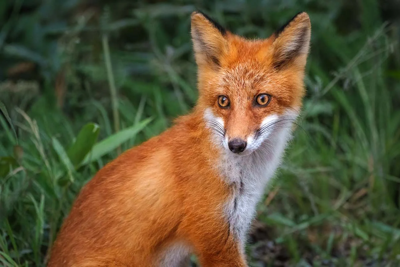 Rotfuchs blickt aufmerksam aus hohem Gras im Abendlicht.