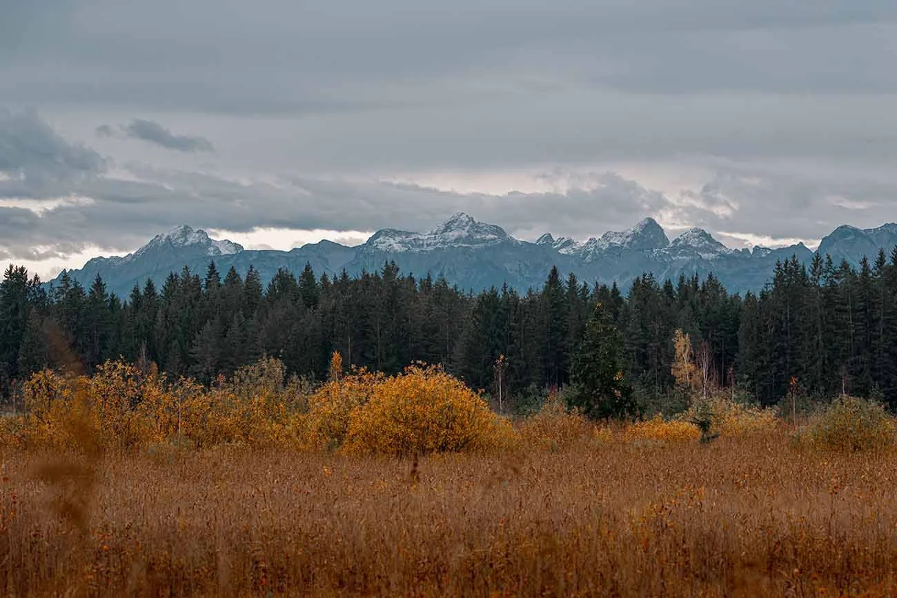 Herbstliche Landschaft mit rotem Buschwerk vor schneebedeckten Berggipfeln.