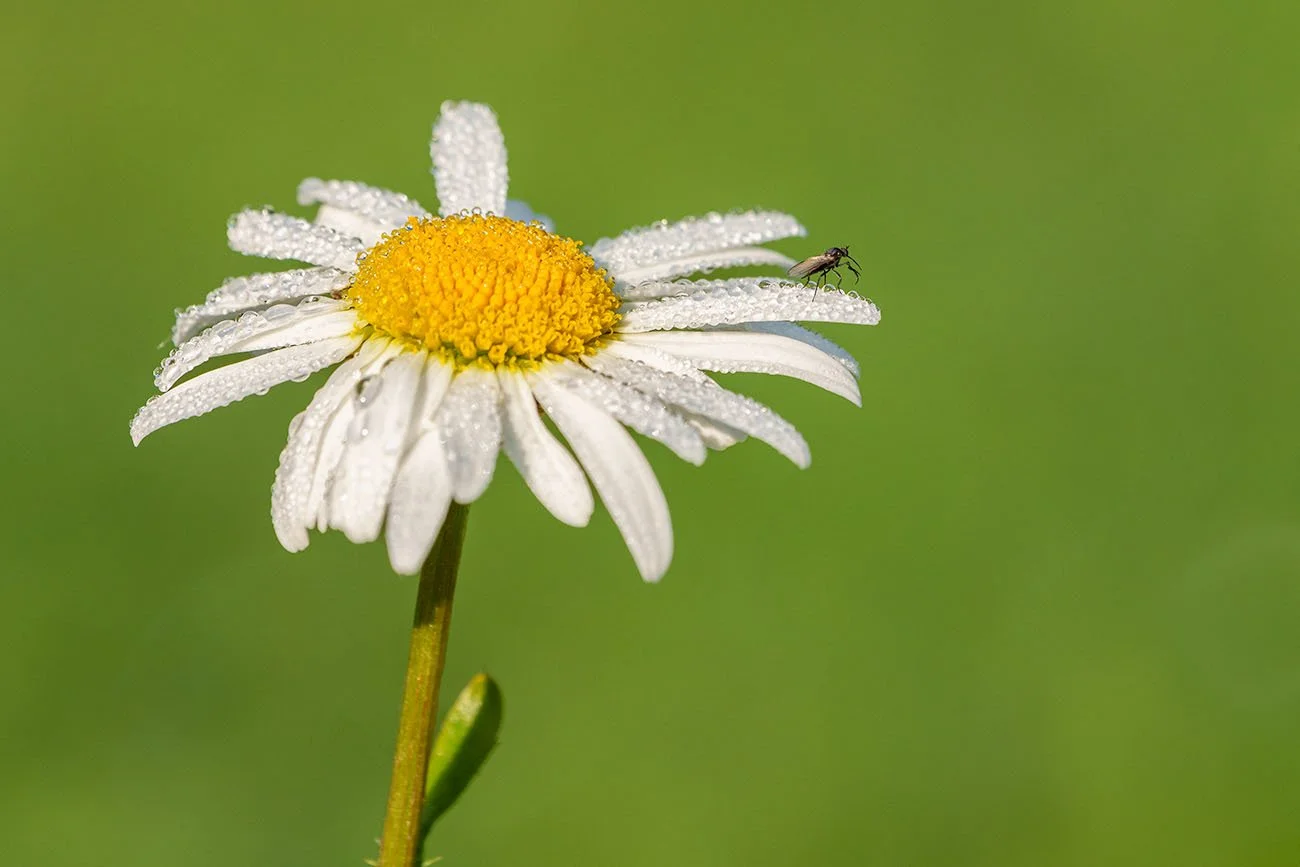 Margerite mit Tautropfen und kleiner Fliege am Blütenrand.