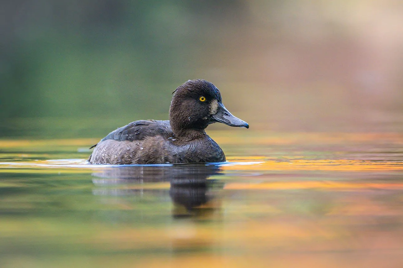 Reiherente schwimmt vor buntem, changierendem Wasser in Orange und Grün.