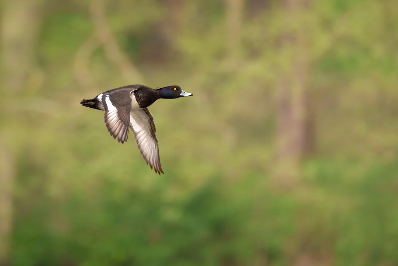 Männliche Reiherente im Flug mit schwarz-weißem Gefieder vor grünem Hintergrund.